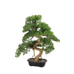 Bonsai - immagine 2