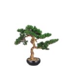 Bonsai - immagine 3