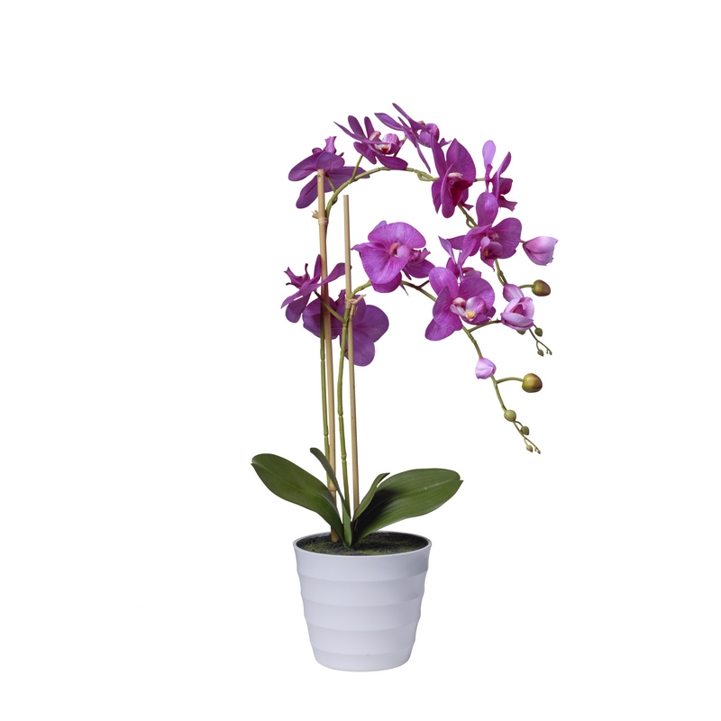 2FIO810011n Conti pianta - immagine 1