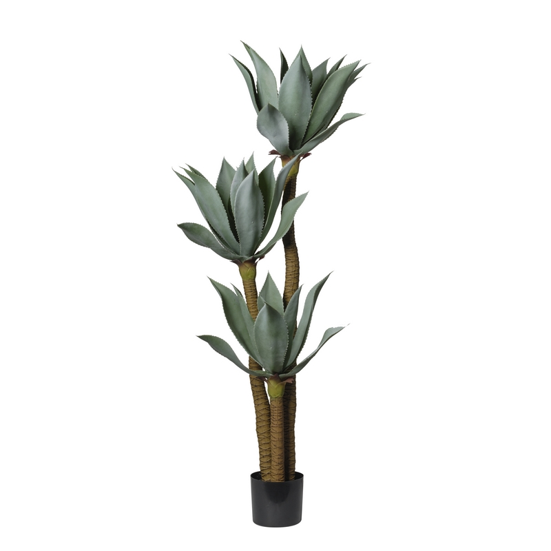 2PHZ3839 Conti pianta - immagine 1