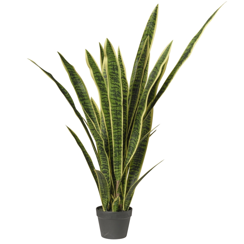 2PIO1128096 Conti pianta - immagine 1