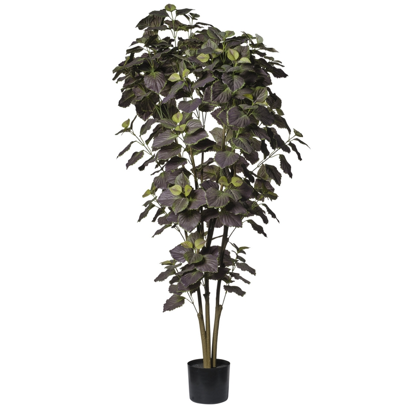 2PIO657 Conti pianta - immagine 1