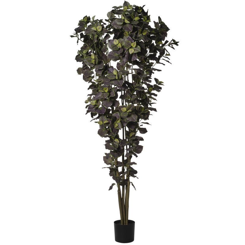 2PIO659 Conti pianta - immagine 1