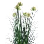 Pianta viole - immagine 4