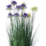 Pianta viole - immagine 5