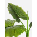 Bizzotto pianta - immagine 2