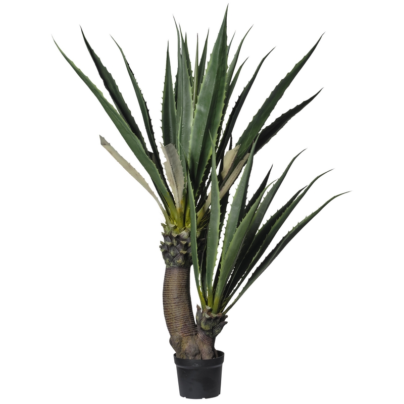 2PIO466 Conti pianta - immagine 1