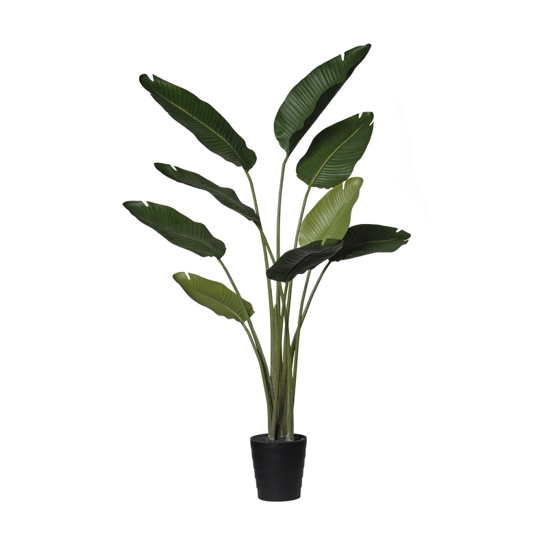 2PV2328093 Conti pianta - immagine 1