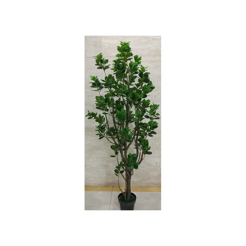 2PV752093 Conti pianta - immagine 1