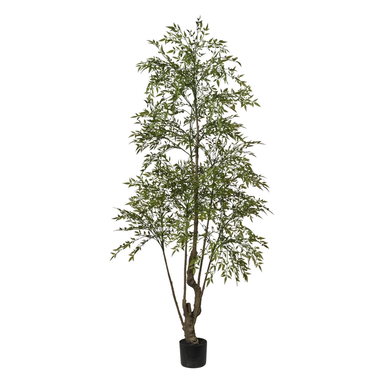 2phz3738093 Conti pianta - immagine 1