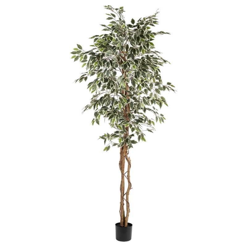 A23904 Variegato - immagine 1