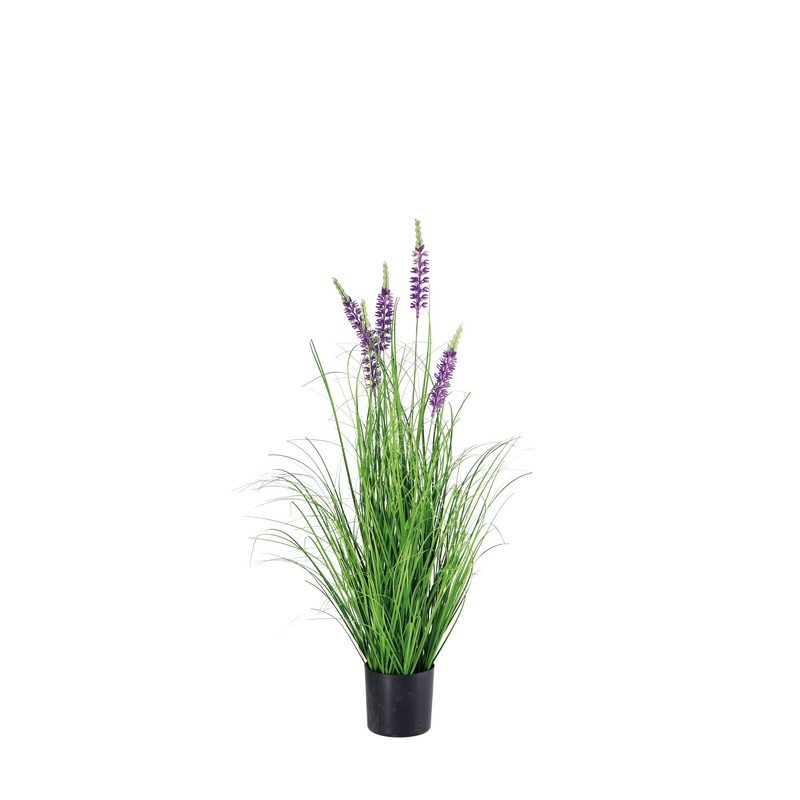107382 Pianta viole - immagine 1