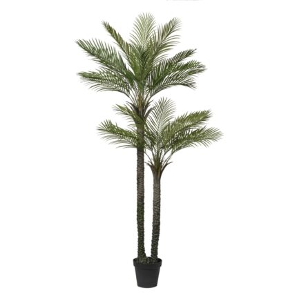 Conti pianta