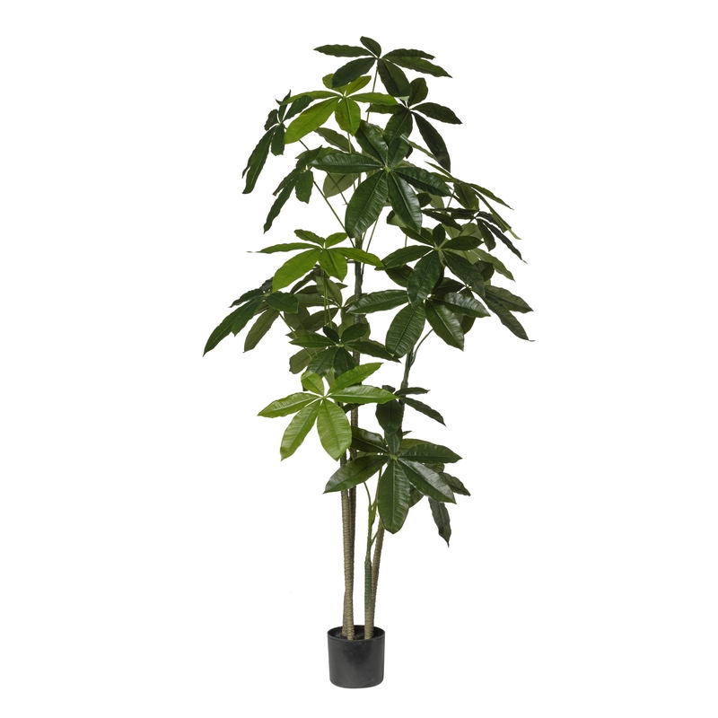 2phz3904093 Conti pianta - immagine 1