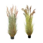 Pampas