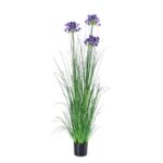 Pianta viole - immagine 2