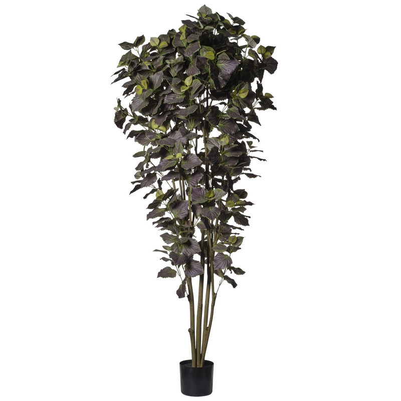 2PIO658 Conti pianta - immagine 1