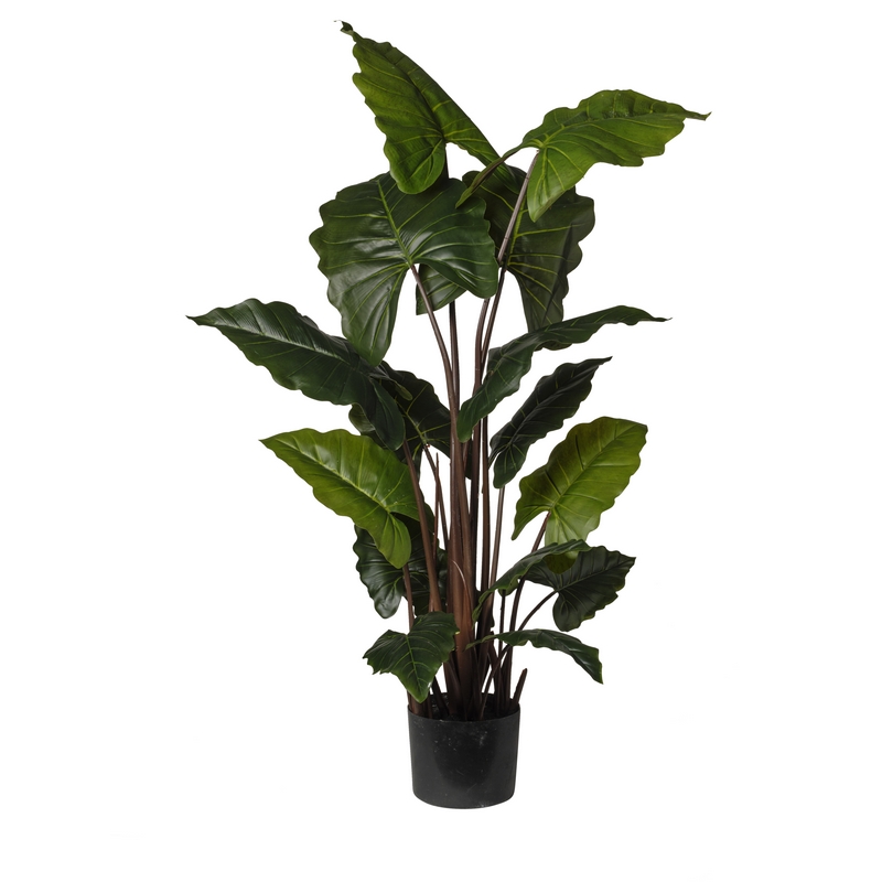 2phz3744259 Conti pianta - immagine 1