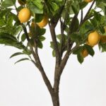 Conti pianta - immagine 5