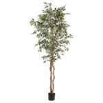Variegato