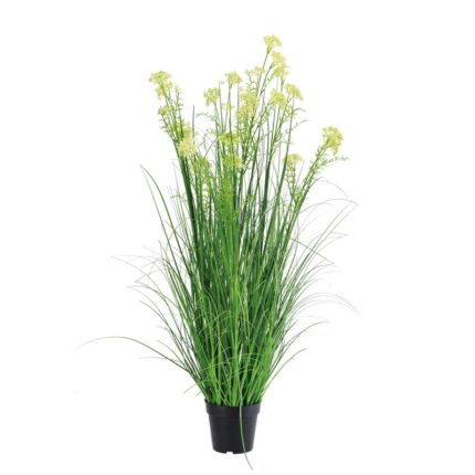 Pianta viole